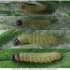 pyr malvae larva2 volg1